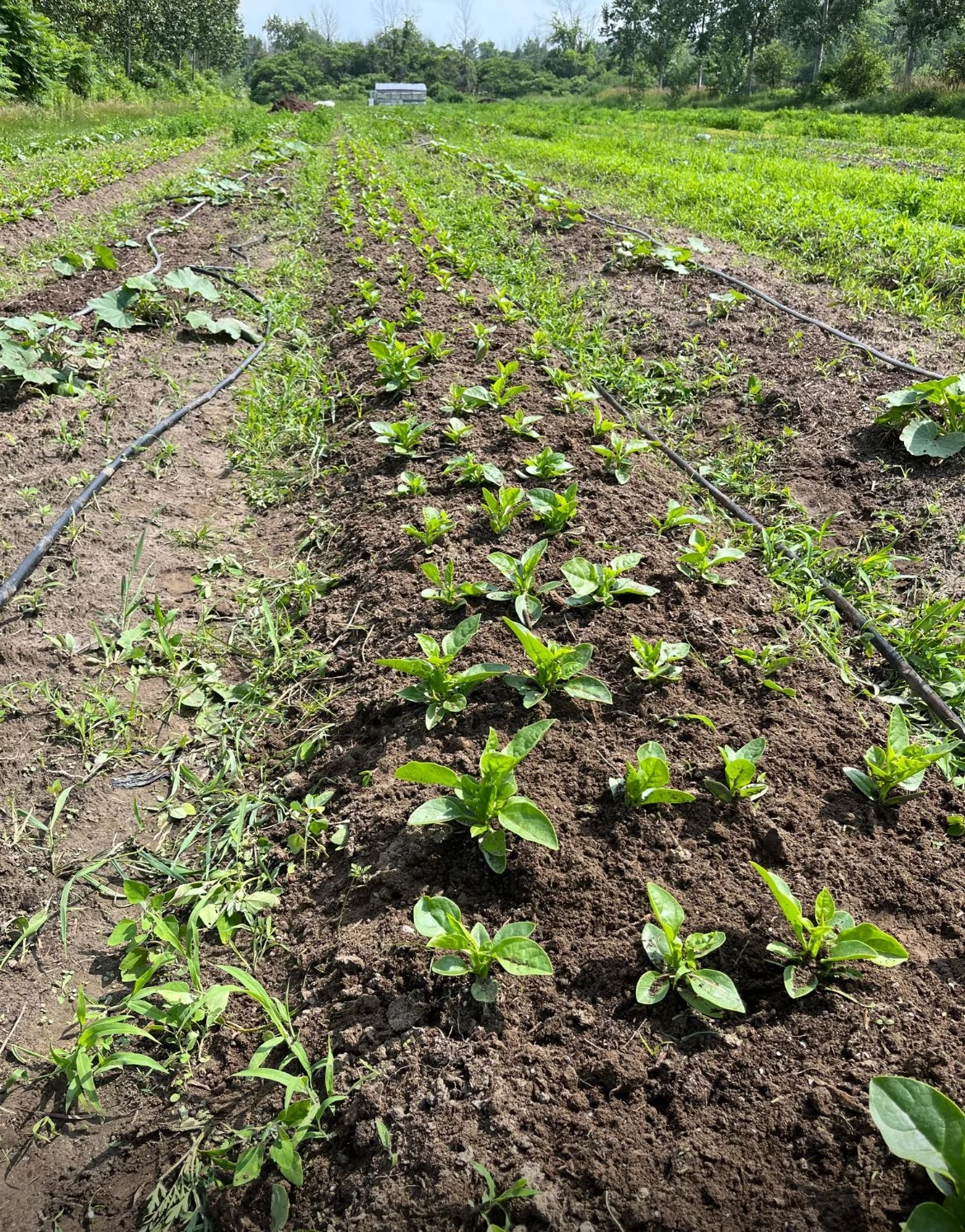 Photographie Agroverse : galerie jeunes plants