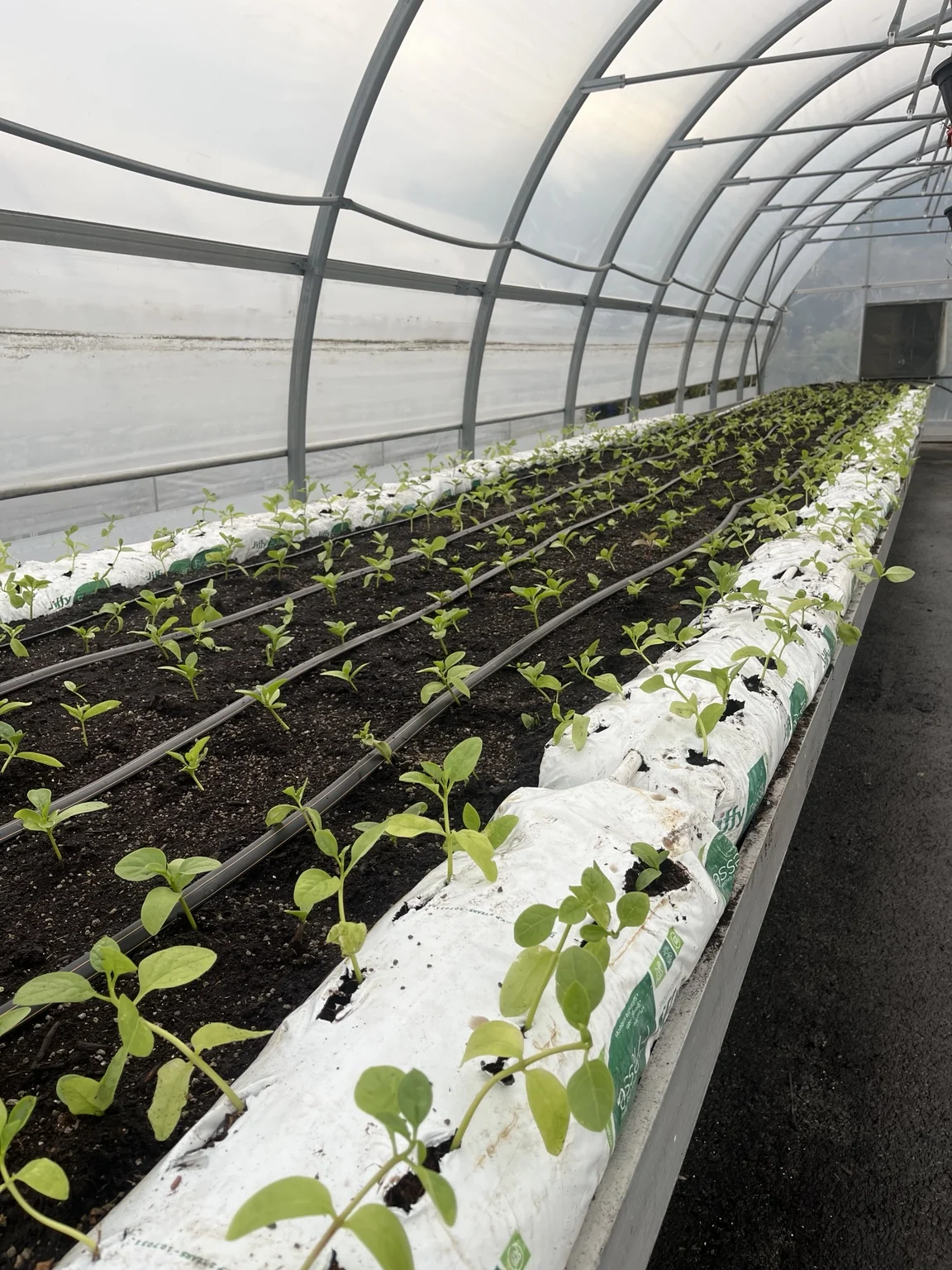 Photographie Agroverse : galerie serre