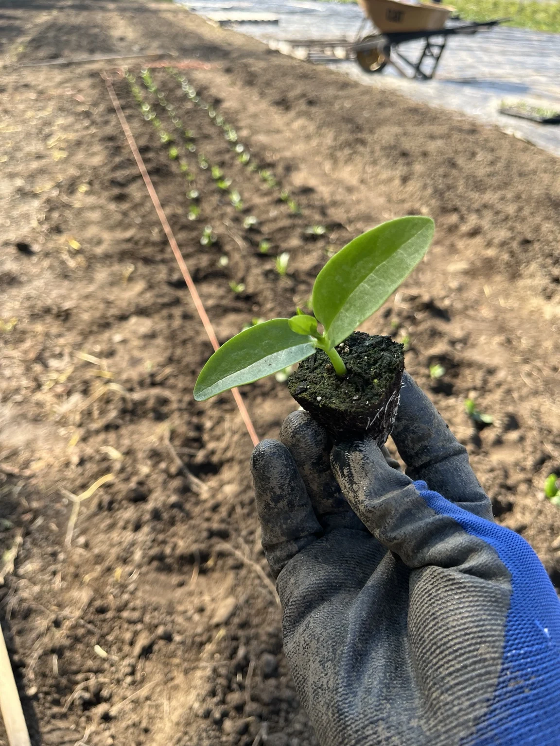 Jeune plant avec sa motte et ses racines, photographié par Agroverse